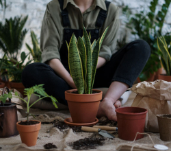 Servicii administrative-gradinarit